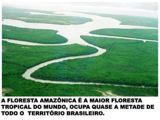 A FLORESTA AMAZÔNICA É A MAIOR FLORESTA
TROPICAL DO MUNDO, OCUPA QUASE A METADE DE
TODO O TERRITÓRIO BRASILEIRO.
.
 