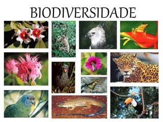 BIODIVERSIDADE
 