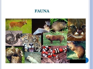 FAUNA 