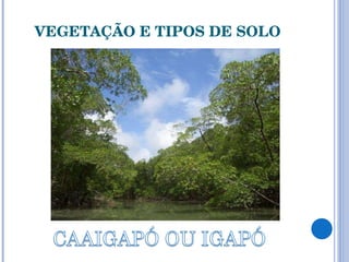 VEGETAÇÃO E TIPOS DE SOLO 