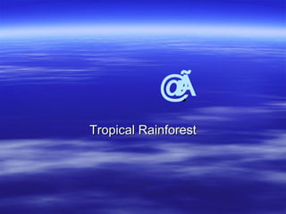   Tropical Rainforest 