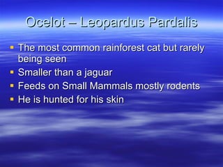 Ocelot – Leopardus Pardalis The most common rainforest cat but rarely being seen Smaller than a jaguar Feeds on Small Mammals mostly rodents He is hunted for his skin 