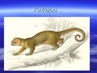 Kinkajou 