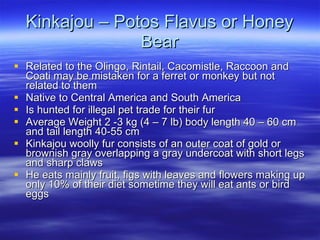 Kinkajou – Potos Flavus or Honey Bear Related to the Olingo, Rintail, Cacomistle, Raccoon and Coati may be mistaken for a ferret or monkey but not related to them Native to Central America and South America Is hunted for illegal pet trade for their fur Average Weight 2 -3 kg (4 – 7 lb) body length 40 – 60 cm and tail length 40-55 cm Kinkajou woolly fur consists of an outer coat of gold or brownish gray overlapping a gray undercoat with short legs and sharp claws He eats mainly fruit, figs with leaves and flowers making up only 10% of their diet sometime they will eat ants or bird eggs 