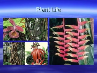 Plant Life 