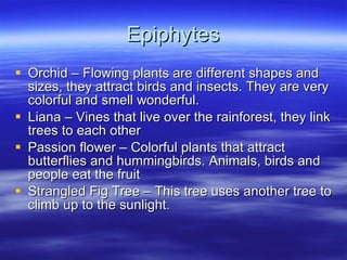 Epiphytes Orchid – Flowing plants are different shapes and sizes, they attract birds and insects. They are very colorful and smell wonderful. Liana – Vines that live over the rainforest, they link trees to each other Passion flower – Colorful plants that attract butterflies and hummingbirds. Animals, birds and people eat the fruit Strangled Fig Tree – This tree uses another tree to climb up to the sunlight. 
