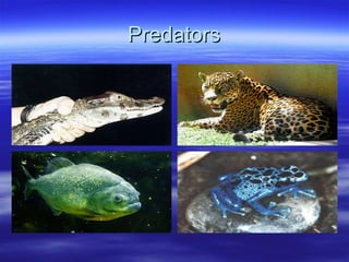 Predators 