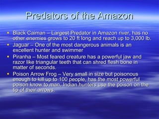 Predators of the Amazon Black Caiman – Largest Predator in Amazon river, has no other enemies grows to 20 ft long and reach up to 3,000 lb. Jaguar – One of the most dangerous animals is an excellent hunter and swimmer Piranha – Most feared creature has a powerful jaw and razor like triangular teeth that can shred flesh bone in matter of seconds. Poison Arrow Frog – Very small in size but poisonous enough to kill up to 100 people, has the most powerful poison know to man, Indian hunters use the poison on the tip of their arrows. 