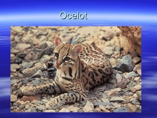 Ocelot 