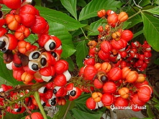 Guaraná Fruit 