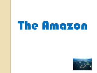 The Amazon

 
