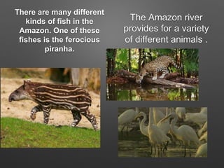 There are many different
kinds of fish in the
Amazon. One of these
fishes is the ferocious
piranha.
The Amazon river
provides for a variety
of different animals .