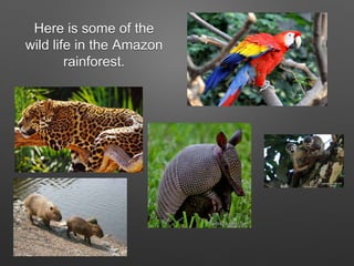 Here is some of the
wild life in the Amazon
rainforest.