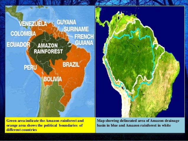 The Amazon Rainforest The Amazon Rainforest