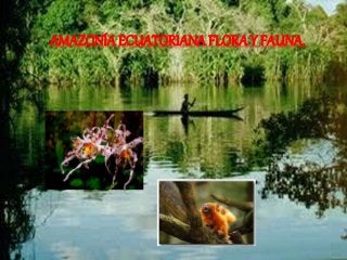 AMAZONÍA ECUATORIANA FLORA Y FAUNA.
 