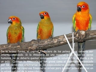 De la misma forma, el capital financiero de los países ricos debería ser internacionalizado. Si la Amazonía es una reserva para todos los seres humanos, no se debería quemar solamente por la voluntad de un dueño o de un país.  Quemar la Amazonía es tan grave como el desempleo provocado por las decisiones arbitrarias de los especuladores globales.  No podemos permitir que las reservas financieras sirvan para quemar países enteros en la voluptuosidad de la especulación.  