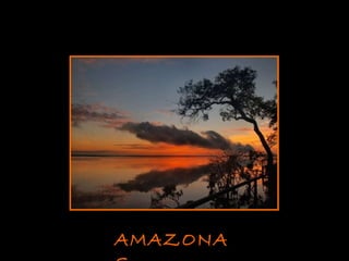 AMAZON AS 