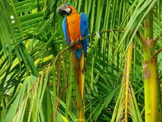 MACAW 