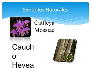 Símbolos Naturales

        Cattleya
        Mossiae

Cauch
o
Hevea
 