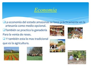 Economía

La economía del estado amazonas se basa prácticamente en la
  artesanía como medio opcional.
También se practica la ganadería
Para la venta de reses.
 Y también esta lo mas tradicional
que es la agricultura.
 