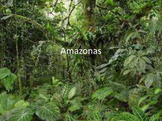 Amazonas
 