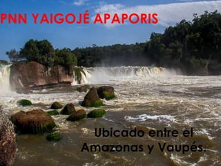 PNN YAIGOJÉ APAPORIS
Ubicado entre el
Amazonas y Vaupés.