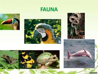 FAUNA 
 