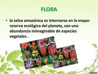 FLORA 
• la selva amazónica es internarse en la mayor 
reserva ecológica del planeta, con una 
abundancia inimaginable de especies 
vegetales . 
 