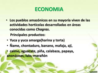 ECONOMIA 
• Los pueblos amazónicos en su mayoría viven de las 
actividades hortícolas desarrolladas en áreas 
conocidas como Chagras. 
Principales productos: 
• Yuca y yuca amarga(harina y torta) 
• Ñame, chontaduro, banano, mafaja, ají, 
• caimo, aguacate, piña, calabaza, papaya, 
anonáceas, lulo, marañón 
 