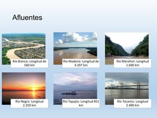 Afluentes
Río Branco: Longitud de
560 km
Río Madeira: Longitud de
4.207 km
Río Marañon: Longitud
1.600 km
Río Negro: Longitud
2.250 km
Río Tapajós: Longitud 851
km
Río Tocantis: Longitud
2.400 km
 