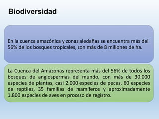 Biodiversidad
En la cuenca amazónica y zonas aledañas se encuentra más del
56% de los bosques tropicales, con más de 8 millones de ha.
La Cuenca del Amazonas representa más del 56% de todos los
bosques de angiospermas del mundo, con más de 30.000
especies de plantas, casi 2.000 especies de peces, 60 especies
de reptiles, 35 familias de mamíferos y aproximadamente
1.800 especies de aves en proceso de registro.
 