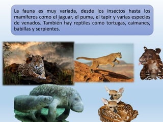 La fauna es muy variada, desde los insectos hasta los
mamíferos como el jaguar, el puma, el tapir y varias especies
de venados. También hay reptiles como tortugas, caimanes,
babillas y serpientes.
 
