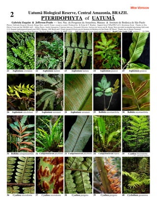 WEB VERSION
                           Uatumã Biological Reserve, Central Amazonia, BRAZIL
     2                                     PTERIDOPHYTA of UATUMÃ
      Gabriela Zuquim & Jefferson Prado - - Inst. Nac. de Pesquisas da Amazônia, Manaus & Instituto de Botânica de São Paulo
Photos: Gabriela Zuquim, Ricardo Braga-Neto, and R. Foster, except as noted. Produced by: R. Foster & T. Wachter. Support from CNPq/PPG7 & E. Hyndman Fund. Thanks to Dra
Flávia Costa and the IBAMA staff. Aílton Neres, André Junqueira, Catarina Jakovac, Fernando Oliveira, Joelson de Souza and R. Braga-Neto provided invaluable help during field work.
© G. Zuquim [gabizuquim@gmail.com] INPA, Manaus, AM, Brasil and J. Prado [jprado.01@uol.com.br] Instituto de Botânica de São Paulo, SP, Brasil. Thanks also to Hanna Tuomisto.
© Environmental & Conservation Programs, The Field Museum, Chicago, IL 60605 USA. [RRC@fmnh.org] [www.fmnh.org/plantguides/] Rapid Color Guide # 240 version 1. 01/2008




21     Asplenium cristatum          22       Asplenium laetum           23       Asplenium laetum            24      Asplenium pearcei           25       Asplenium pearcei




26    Asplenium salicifolium        27      Asplenium serratum          28      Asplenium serratum           29     Bolbitis nicotianifolia      30     Bolbitis nicotianifolia




31 Bolbitis semipinnatifida 32 Campyloneurum phyllitidis 33 Campyloneurum phyllitidis 34                           Campyloneurum repens          35      Cyathea microdonta
                                                                                                                                                                foto: André Braga Junqueira




36     Cyathea microdonta           37      Cyathea microdonta          38        Cyathea pungens            39       Cyathea pungens            40     Cyclodium guianense
 