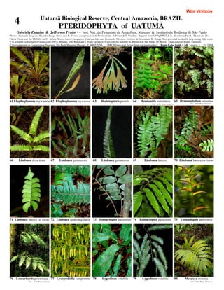 WEB VERSION
                              Uatumã Biological Reserve, Central Amazonia, BRAZIL
     4                                             PTERIDOPHYTA of UATUMÃ
      Gabriela Zuquim & Jefferson Prado - - Inst. Nac. de Pesquisas da Amazônia, Manaus & Instituto de Botânica de São Paulo
Photos: Gabriela Zuquim, Ricardo Braga-Neto, and R. Foster, except as noted. Produced by: R. Foster & T. Wachter. Support from CNPq/PPG7 & E. Hyndman Fund. Thanks to Dra
Flávia Costa and the IBAMA staff. Aílton Neres, André Junqueira, Catarina Jakovac, Fernando Oliveira, Joelson de Souza and R. Braga-Neto provided invaluable help during field work.
© G. Zuquim [gabizuquim@gmail.com] INPA, Manaus, AM, Brasil and J. Prado [jprado.01@uol.com.br] Instituto de Botânica de São Paulo, SP, Brasil. Thanks also to Hanna Tuomisto.
© Environmental & Conservation Programs, The Field Museum, Chicago, IL 60605 USA. [RRC@fmnh.org] [www.fmnh.org/plantguides/] Rapid Color Guide # 240 version 1. 01/2008




61 Elaphoglossum raywaense 62 Elaphoglossum raywaense 63                        Hecistopteris pumila         64    Hemionitis tomentosa                     65 Hymenophyllum polyanthos
                                                                                                                              foto: André Braga Junqueira               foto: André Braga Junqueira




66      Lindsaea divaricata                   67   Lindsaea guianensis   68      Lindsaea guianensis         69        Lindsaea lancea                      70 Lindsaea lancea var. falcata




71 Lindsaea lancea var. falcata 72 Lindsaea quadrangularis               73 Lomariopsis japurensis 74 Lomariopsis japurensis 75 Lomariopsis japurensis




76 Lomariopsis prieuriana 77 Lycopodiella camporum                       78      Lygodium volubile           79      Lygodium volubile                      80      Metaxya rostrata
                foto: André Braga Junqueira                                                                                                                              foto: André Braga Junqueira
 