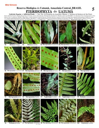WEB VERSION
                        Reserva Biológica do Uatumã, Amazônia Central, BRASIL
                                               PTERIDOPHYTA do UATUMÃ
                                                                                                                                                                             5
         Gabriela Zuquim e Jefferson Prado - - Inst. Nac. de Pesquisas da Amazônia, Manaus e Instituto de Botânica de São Paulo
Fotos: Gabriela Zuquim, Ricardo Braga-Neto e R. Foster, exceto onde indicado. Produzido por: R. Foster & T. Wachter. Apoio de CNPq/PPG7 e E. Hyndman Fund. Agradecimentos à Dra
Flávia Costa, e à equipe do IBAMA. Aílton Neres, André Junqueira, Catarina Jakovac, Fernando Oliveira, Joelson de Souza e R. Braga-Neto ajudaram imensamente no trablho de campo.
© G. Zuquim [gabizuquim@gmail.com] INPA, Manaus, AM, Brasil e J. Prado [jprado.01@uol.com.br] Instituto de Botânica de São Paulo, SP, Brasil. Agradecimentos à Hanna Tuomisto.
© Environmental & Conservation Programs, The Field Museum, Chicago, IL 60605 USA. [RRC@fmnh.org] [www.fmnh.org/plantguides/] Rapid Color Guide # 240 versão 1.              01/2008




81        Metaxya rostrata                82     Metaxya rostrata             83 Microgramma fuscopunctata 84 Microgramma fuscopunctata 85 Microgramma lycopodioides
                          foto: H. Betz




86 Microgramma lycopodioides 87 Microgramma percussa 88 Microgramma percussa 89                                  Microgramma reptans            90    Microgramma reptans




91      Microgramma tecta                 92   Microgramma thurnii            93   Nephrolepis rivularis   94     Nephrolepis rivularis         95 Pecluma camptophyllaria




96       Pecluma pectinata                97 Pityrogramma calomelanos 98 Pityrogramma calomelanos 99 Pityrogramma calomelanos 100                       Polybotrya caudata
                                                              foto: H. Betz
 