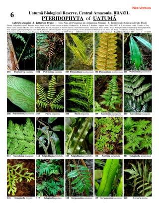 WEB VERSION
                           Uatumã Biological Reserve, Central Amazonia, BRAZIL
    6                                      PTERIDOPHYTA of UATUMÃ
      Gabriela Zuquim & Jefferson Prado - - Inst. Nac. de Pesquisas da Amazônia, Manaus & Instituto de Botânica de São Paulo
Photos: Gabriela Zuquim, Ricardo Braga-Neto, and R. Foster, except as noted. Produced by: R. Foster & T. Wachter. Support from CNPq/PPG7 & E. Hyndman Fund. Thanks to Dra
Flávia Costa and the IBAMA staff. Aílton Neres, André Junqueira, Catarina Jakovac, Fernando Oliveira, Joelson de Souza and R. Braga-Neto provided invaluable help during field work.
© G. Zuquim [gabizuquim@gmail.com] INPA, Manaus, AM, Brasil and J. Prado [jprado.01@uol.com.br] Instituto de Botânica de São Paulo, SP, Brasil. Thanks also to Hanna Tuomisto.
© Environmental & Conservation Programs, The Field Museum, Chicago, IL 60605 USA. [RRC@fmnh.org] [www.fmnh.org/plantguides/] Rapid Color Guide # 240 version 1. 01/2008




101      Polybotrya caudata         102      Polybotrya caudata          103 Polypodium bombycinum 104 Polypodium bombycinum 105 Polytaenium guayenense




106 Polytaenium guayenense 107                  Pteris tripartita        108        Pteris tripartita        109     Saccoloma inaequale                    110   Saccoloma inaequale
                                                                                                                              foto: André Braga Junqueira




111     Saccoloma inaequale         112 Salpichlaena volubilis 113 Salpichlaena volubilis 114                         Salvinia auriculata                   115 Selaginella amazonica




116      Selaginella breynii        117       Selaginella pedata         118    Serpocaulon adnatum          119 Serpocaulon caceresii 120                          Tectaria incisa
 
