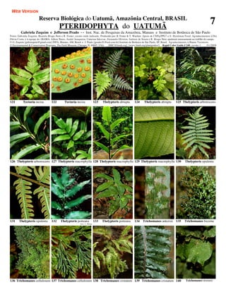 WEB VERSION
                         Reserva Biológica do Uatumã, Amazônia Central, BRASIL
                                          PTERIDOPHYTA do UATUMÃ
                                                                                                                                                                             7
         Gabriela Zuquim e Jefferson Prado - - Inst. Nac. de Pesquisas da Amazônia, Manaus e Instituto de Botânica de São Paulo
Fotos: Gabriela Zuquim, Ricardo Braga-Neto e R. Foster, exceto onde indicado. Produzido por: R. Foster & T. Wachter. Apoio de CNPq/PPG7 e E. Hyndman Fund. Agradecimentos à Dra
Flávia Costa, e à equipe do IBAMA. Aílton Neres, André Junqueira, Catarina Jakovac, Fernando Oliveira, Joelson de Souza e R. Braga-Neto ajudaram imensamente no trablho de campo.
© G. Zuquim [gabizuquim@gmail.com] INPA, Manaus, AM, Brasil e J. Prado [jprado.01@uol.com.br] Instituto de Botânica de São Paulo, SP, Brasil. Agradecimentos à Hanna Tuomisto.
© Environmental & Conservation Programs, The Field Museum, Chicago, IL 60605 USA. [RRC@fmnh.org] [www.fmnh.org/plantguides/] Rapid Color Guide # 240 versão 1.              01/2008




121        Tectaria incisa          122        Tectaria incisa                 123   Thelypteris abrupta    124     Thelypteris abrupta        125 Thelypteris arborescens




126 Thelypteris arborescens 127 Thelypteris macrophylla 128 Thelypteris macrophylla 129 Thelypteris macrophylla 130                                    Thelypteris opulenta




131    Thelypteris opulenta         132    Thelypteris poiteana                133   Thelypteris poiteana   134    Trichomanes ankersii 135            Trichomanes bicorne
                                                            foto: C. Philips




136 Trichomanes cellulosum 137 Trichomanes cellulosum 138 Trichomanes cristatum 139 Trichomanes cristatum 140                                           Trichomanes ekmanii
 