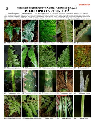 WEB VERSION
                           Uatumã Biological Reserve, Central Amazonia, BRAZIL
    8                                      PTERIDOPHYTA of UATUMÃ
      Gabriela Zuquim & Jefferson Prado - - Inst. Nac. de Pesquisas da Amazônia, Manaus & Instituto de Botânica de São Paulo
Photos: Gabriela Zuquim, Ricardo Braga-Neto, and R. Foster, except as noted. Produced by: R. Foster & T. Wachter. Support from CNPq/PPG7 & E. Hyndman Fund. Thanks to Dra
Flávia Costa and the IBAMA staff. Aílton Neres, André Junqueira, Catarina Jakovac, Fernando Oliveira, Joelson de Souza and R. Braga-Neto provided invaluable help during field work.
© G. Zuquim [gabizuquim@gmail.com] INPA, Manaus, AM, Brasil and J. Prado [jprado.01@uol.com.br] Instituto de Botânica de São Paulo, SP, Brasil. Thanks also to Hanna Tuomisto.
© Environmental & Conservation Programs, The Field Museum, Chicago, IL 60605 USA. [RRC@fmnh.org] [www.fmnh.org/plantguides/] Rapid Color Guide # 240 version 1. 01/2008




141 Trichomanes elegans             142     Trichomanes elegans          143    Trichomanes elegans          144 Trichomanes martiusii 145 Trichomanes martiusii




146 Trichomanes pinnatum 147 Trichomanes pinnatum 148 Trichomanes radicans 149 Trichomanes radicans 150                                                   Trichomanes trollii




151     Trichomanes trollii         152 Trichomanes tuerckheimii 153 Trichomanes tuerckheimii 154                    Trichomanes vittaria        155     Trichomanes vittaria




156 Triplophyllum crassifolium 157 Triplophyllum funestum 158                       Vittaria lineata         159        Vittaria lineata         160         Vittaria lineata
 