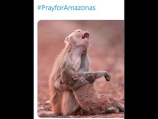 baboon bolsas amazon