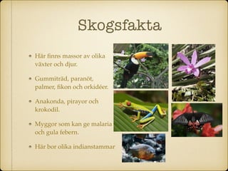 Skogsfakta
Här ﬁnns massor av olika
växter och djur.
Gummiträd, paranöt,
palmer, ﬁkon och orkidéer.
Anakonda, pirayor och
krokodil.
Myggor som kan ge malaria
och gula febern.
Här bor olika indianstammar
 