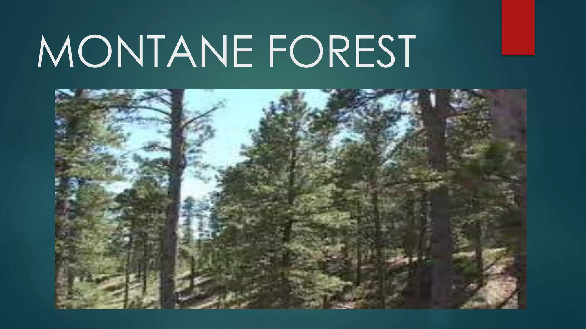 MONTANE FOREST