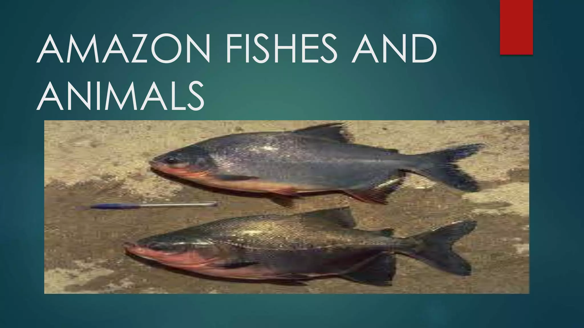 AMAZON FISHES AND
ANIMALS