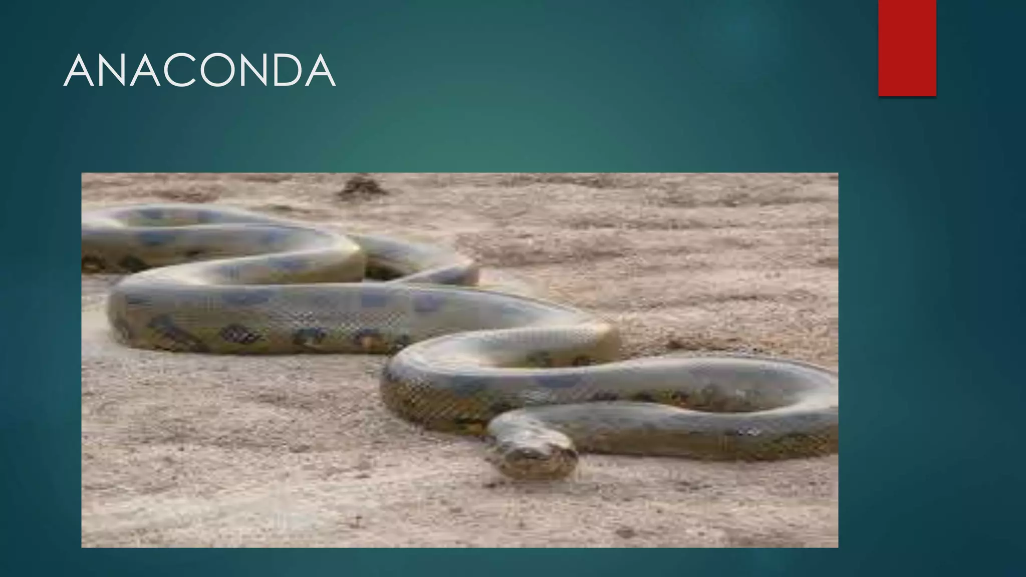 ANACONDA
V
