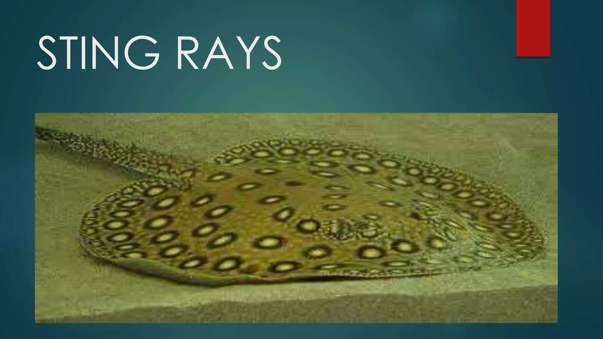 STING RAYS