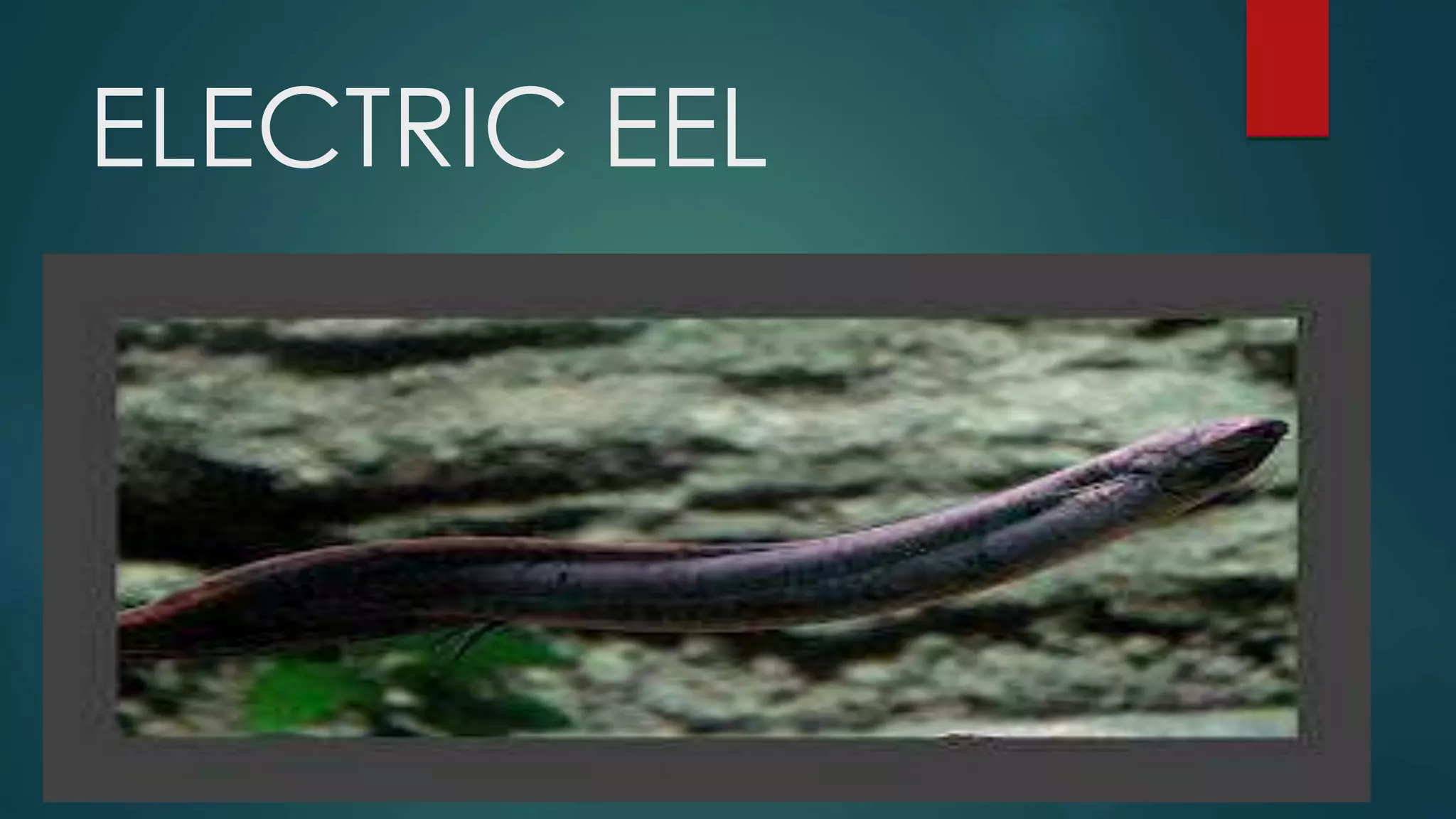ELECTRIC EEL