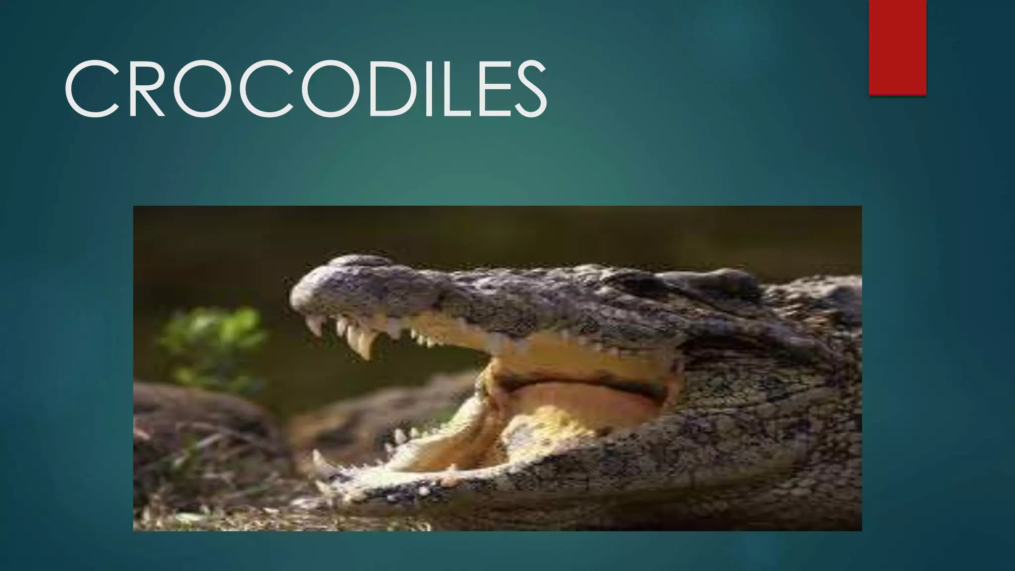 CROCODILES