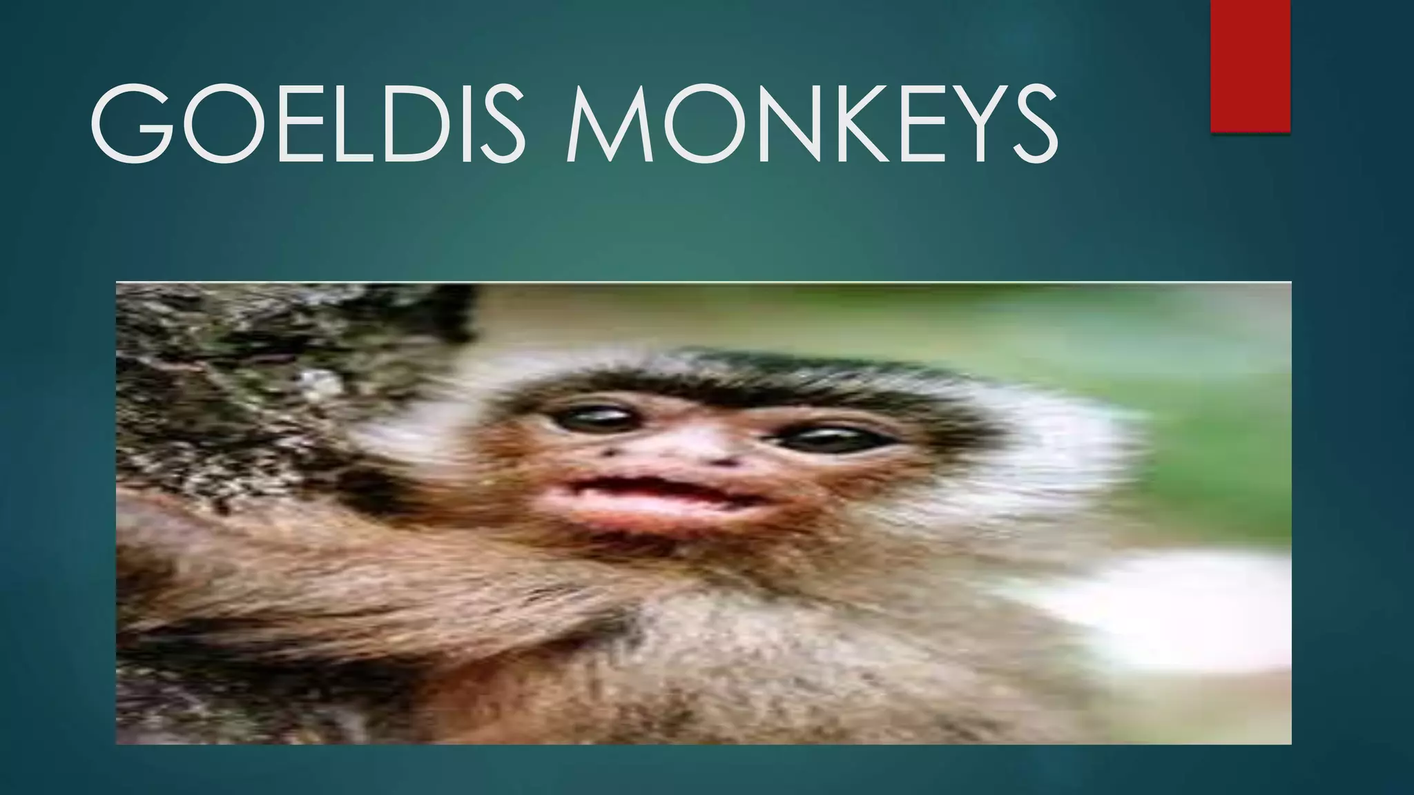 GOELDIS MONKEYS