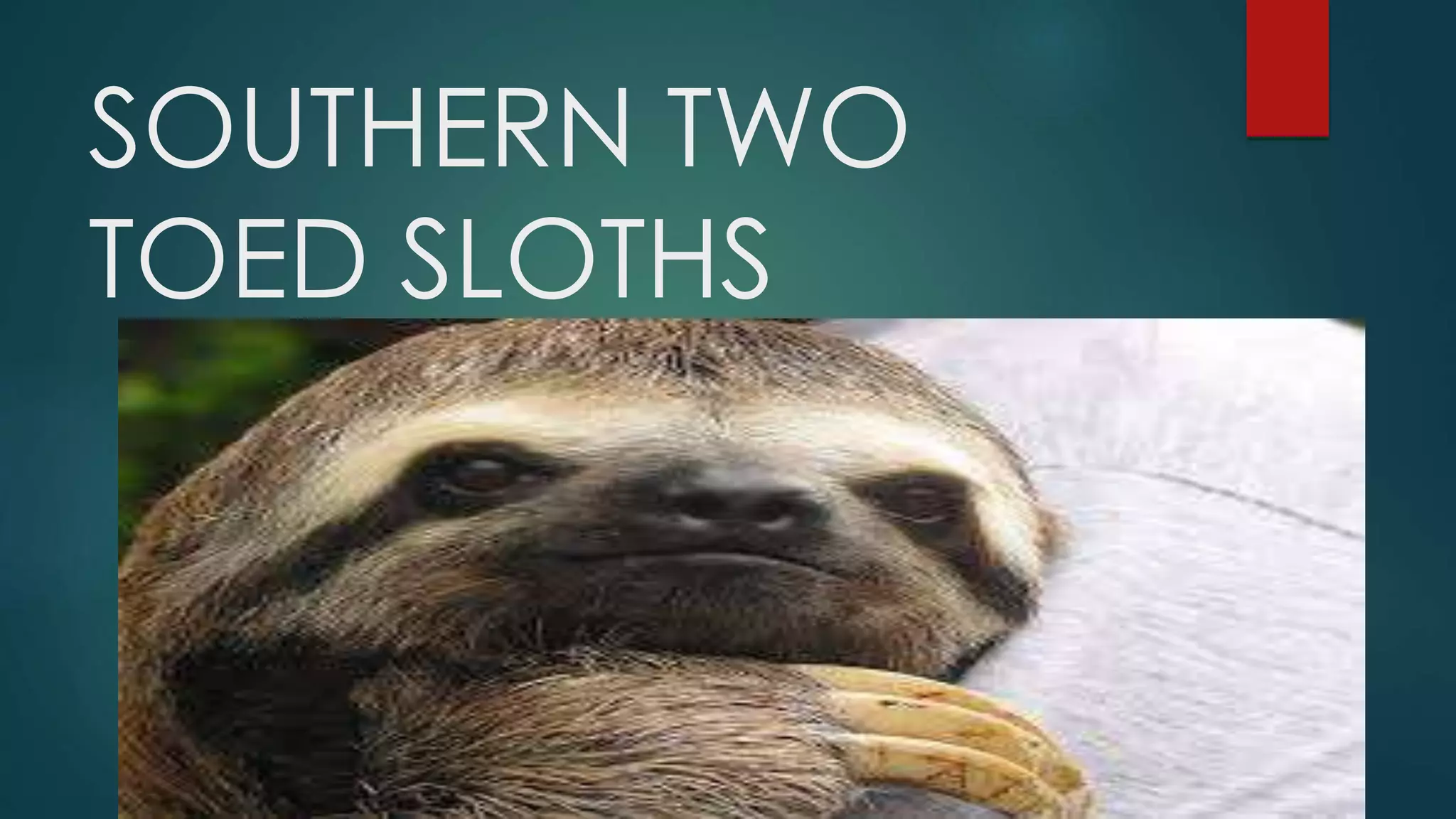 SOUTHERN TWO
TOED SLOTHS