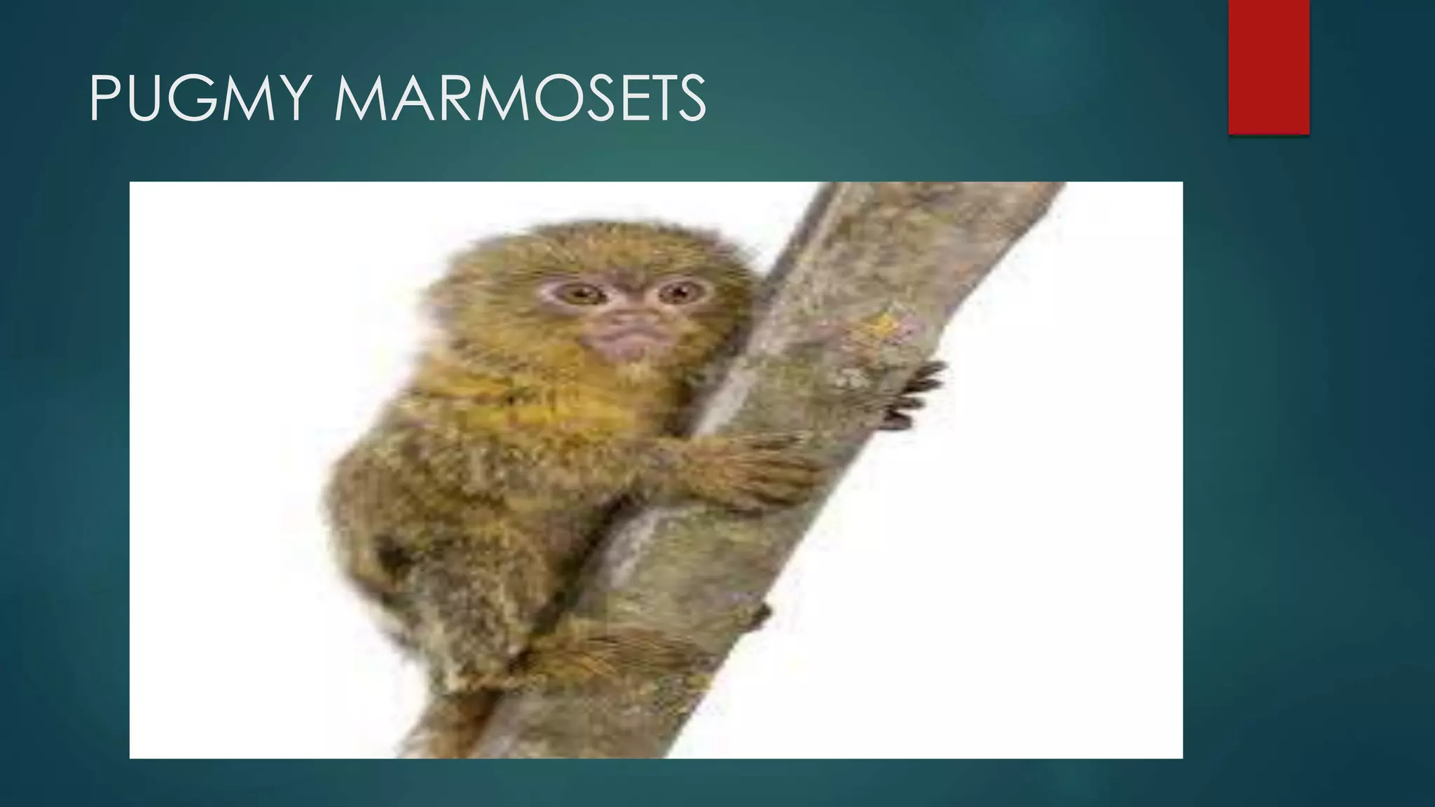 PUGMY MARMOSETS