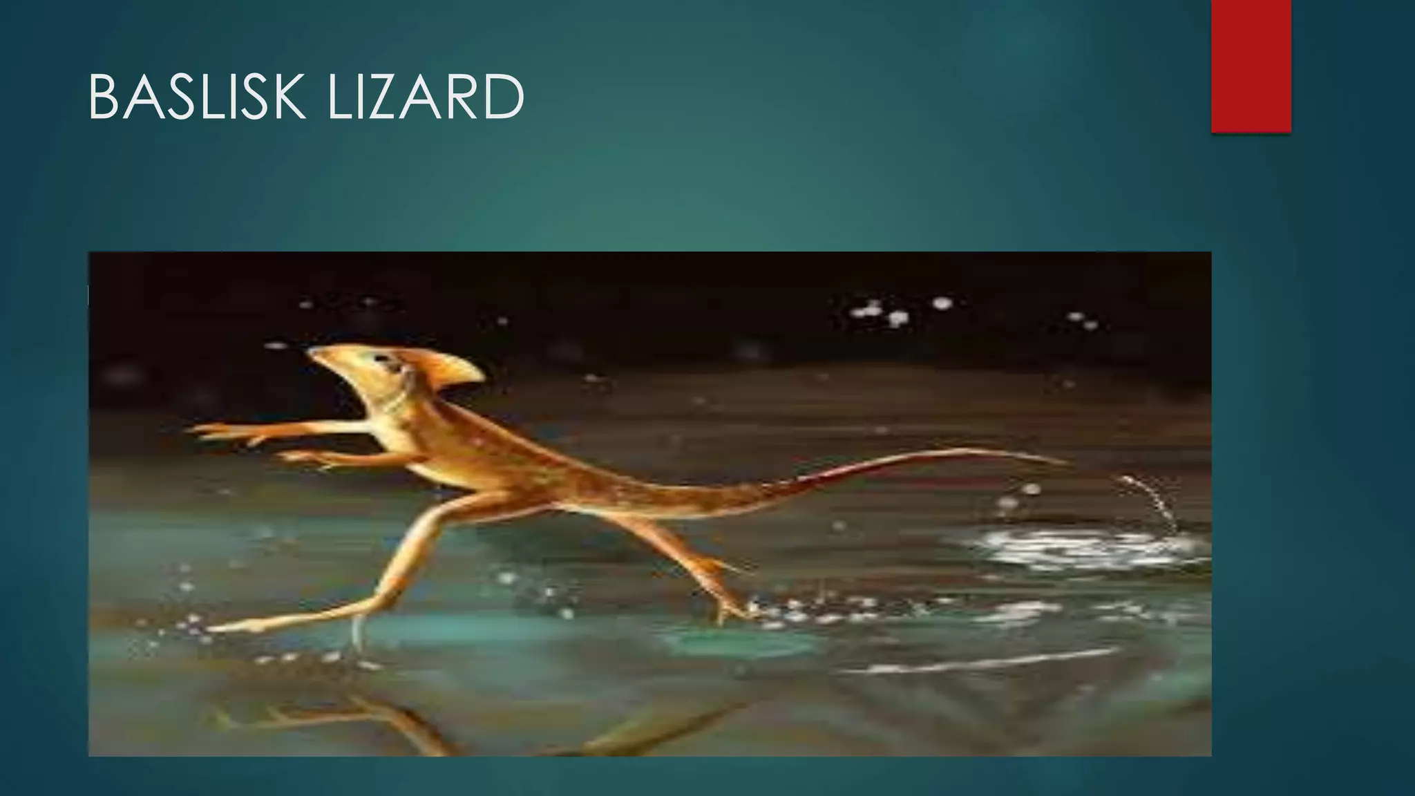 BASLISK LIZARD
V